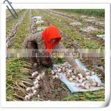 2016 New Crop Fresh Garlic in 10kg Mesh Bag and Carton China Export Garlic thumbnail-4