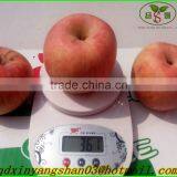 100% Organic Apple/Fuji Apple/Fresh Apples thumbnail-3