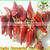 (HOT) TOMATO/TOMATOES/RED TOMATO thumbnail-4