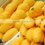 Fresh Pakistani Mango thumbnail-2