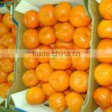 Vermont Mandarine thumbnail-2