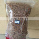 Microwave Dried Mealworm in Transparant Bag thumbnail-1