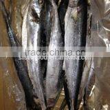 Seafood WR Frozen Spanish Mackerel Fish thumbnail-3