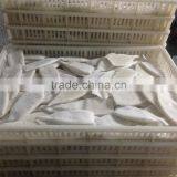 EU Stand Squid Tube Frozen thumbnail-6