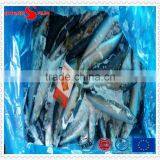 Grade A Frozen Pacific Mackerel thumbnail-3