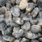 Frozen Vacuumed Cooked Short Necked Clam Wild Caught thumbnail-1