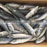 New Arriving Frozen Pacific Mackerel Ice Fish thumbnail-3