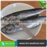 Hot Selling 18 Months Shelf Life Frozen on Board Bonito thumbnail-5