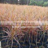 Dracaena Marginata (Madagascar Dragon Tree, Red Edge Dracaena) thumbnail-2