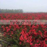 Lagerstroemia Indica Red Leaf Rose Color Flower thumbnail-2