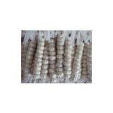 Fresh Garlic thumbnail-3