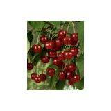 Sour Cherry Juice Concentrate With High Quality