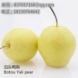 2019Botou Ya Pear Wholesalefengshui Pear Huangguan Pear thumbnail-3
