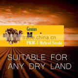 Bulk Moringa seeds for Dry Land cultivation