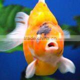 Bio Filter Media us Filter Water thumbnail-2