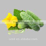 Green Cucumber Seeds f1 SXC No.5