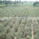 Ningxia Ninghai Goji Berry thumbnail-2