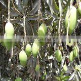 Green Fajri Mango in Reefer Container thumbnail-1