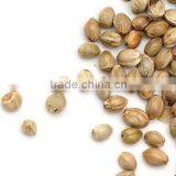 Pure Hemp Seeds Oil thumbnail-4