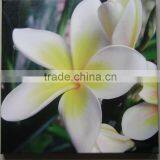 Hotsale Lily Canvas Prints thumbnail-1