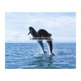 High Glossy Polyester Canvas thumbnail-1