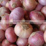 Best Onion Crop for Export 2016-2017