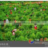 Organic Ningxia Bulk Dried Goji Berries Hot Sale