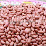 Chinese New Crop Raw Peanut Kernel thumbnail-2