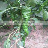 Super Big Long Precocious Winkled Skin Green Hot Pepper Seeds thumbnail-2