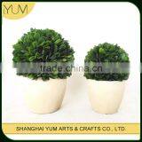 Small White Potted Preserved Boxwood Ball Topiary thumbnail-1