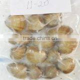 Frozen Vacuum Packed Surf Clam thumbnail-2