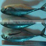 Frozen Hard Tail Scad 60/80 per Carton From China thumbnail-1