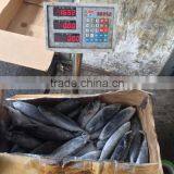 Frozen Sea Frozen Bonito With Cheap Price thumbnail-3