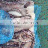 Fishing Boats,Frozen Giant Squid Tentacle thumbnail-1