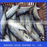 Frozen W/R Round Scad (horse Mackerel) thumbnail-1