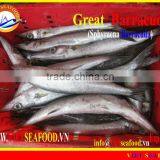 FROZEN WHOLE ROUND BARRACUDA FISH thumbnail-1