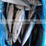 New Landing Seafrozen Fish Pacific Mackerel 300-500g 23cm+ thumbnail-1