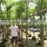 Tabebuia Chrysantha Diameter 6cm thumbnail-1