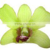 D-015 : DENDROBIUM BURANA JADE ORCHID thumbnail-1