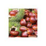 Sell Chestnut thumbnail-1