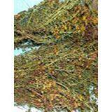 St. John's Wort Extract thumbnail-1