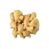 Chinese Ginger thumbnail-1