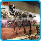 Dinosaur Skeleton Replicas