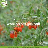 Factory Supply Nutrition Dried Organic Goji thumbnail-2
