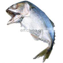 Frozen Indian Mackerel Fish China Origin thumbnail-2