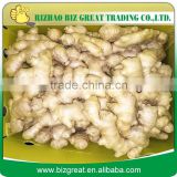 Supply Chinese Fresh Ginger with good quality for sale