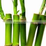 Indoor Plants 50cm Straight Lucky Bamboo Decorative Plant thumbnail-5