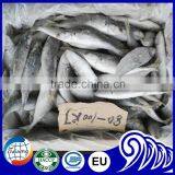 Very Fresh Sea Frozen Horse Mackerel for Sale thumbnail-5