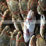 Good Quality Frozen Redspot Swimming Crab thumbnail-2
