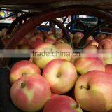 Fresh Red Gala Apple thumbnail-1